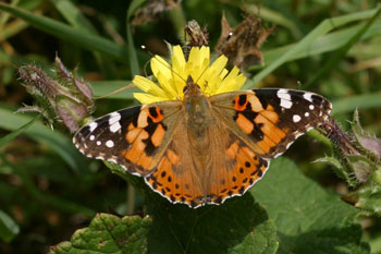 Painted Lady